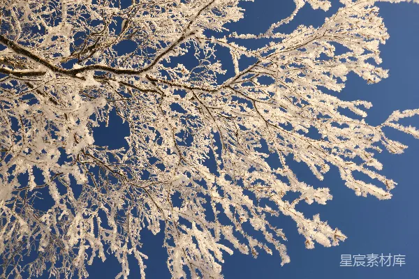 高清摄影 一棵覆盖着雪的树