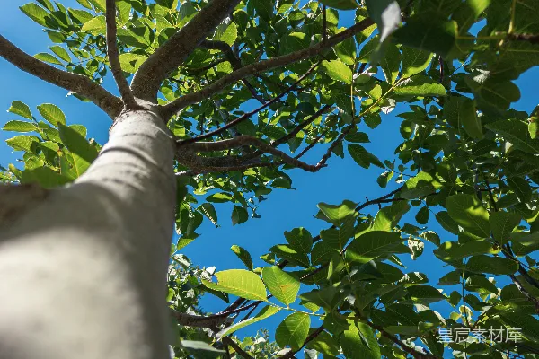 白天绿树的低角度摄影