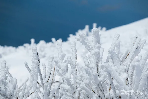 高清摄影 一棵覆盖着积雪的灌木，背景是蓝色的天空。