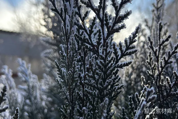 一丛丛被雪覆盖的树木