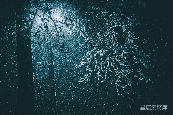 高清摄影 夜晚，街道灯亮着，树上覆盖着冰，树叶全无。