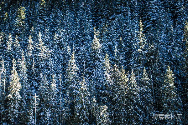 高清摄影 一片被雪覆盖的松树林