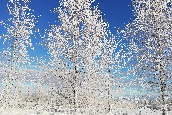 高清摄影 平静的蓝天下的白雪覆盖的光秃秃的树木