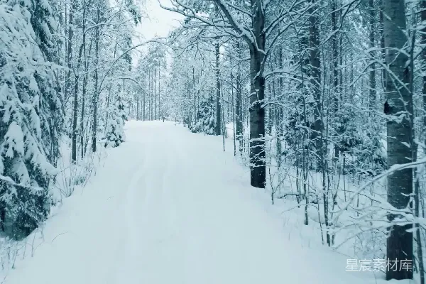 高清摄影 一条被雪覆盖的小径穿过森林中