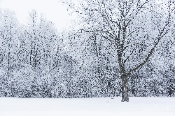 高清摄影 一片被雪覆盖的田野，前景中有一棵树。
