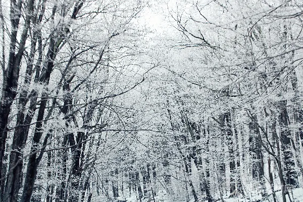 高清摄影 覆盖着积雪的森林，里面有许多树木。