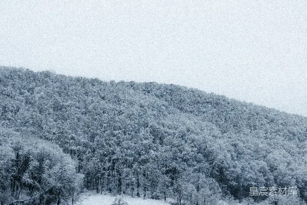 高清摄影 黑白照片中的树木覆盖着雪。