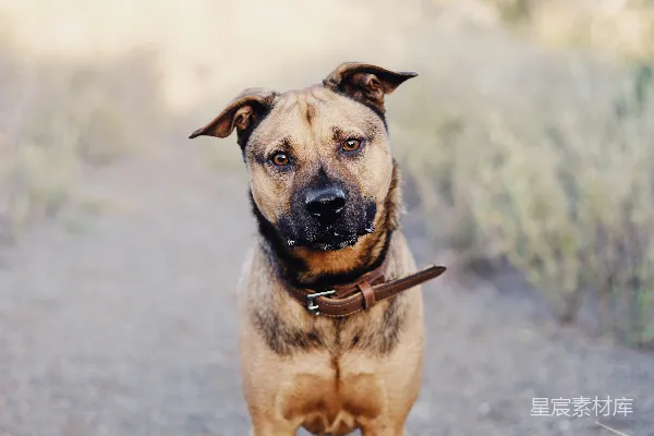 tan和黑狗站在路上