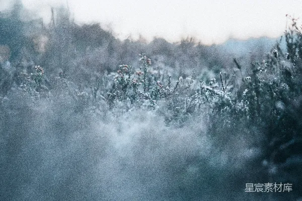 高清摄影 绿草地上白色的花朵