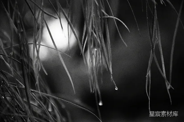 绿叶上挂着雨滴。