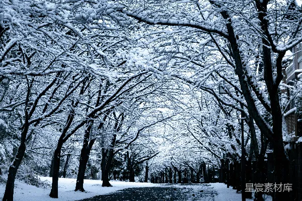 高清摄影 冬季，积雪覆盖的树木沿着小路排列。