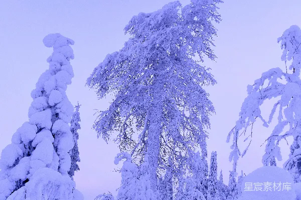 高清摄影 在淡紫色的天空下，覆盖着白雪的树木