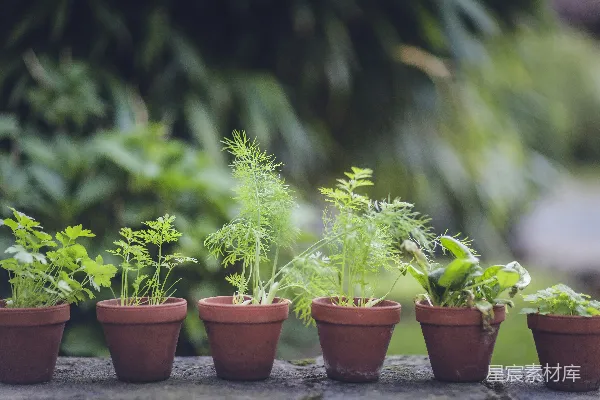 绿色植物在棕色陶罐中