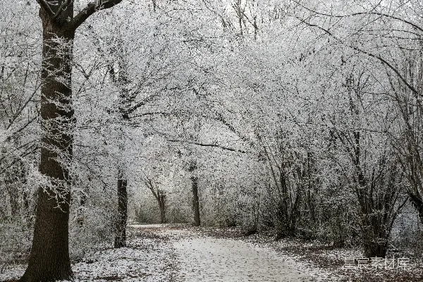 高清摄影 一条穿过雪地森林的小径，两旁有许多树木。