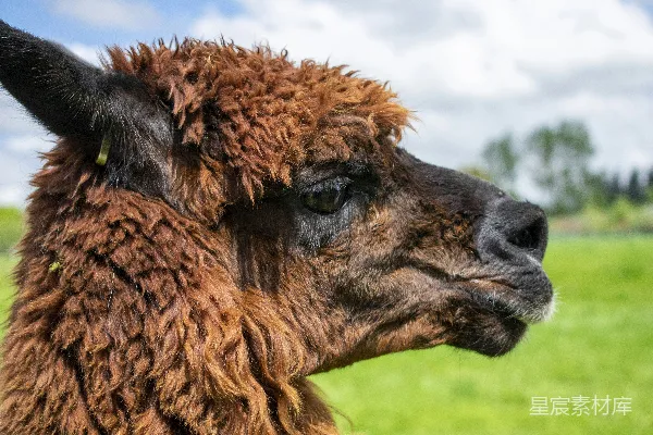 一只戴着黄色耳标的棕色 llama。