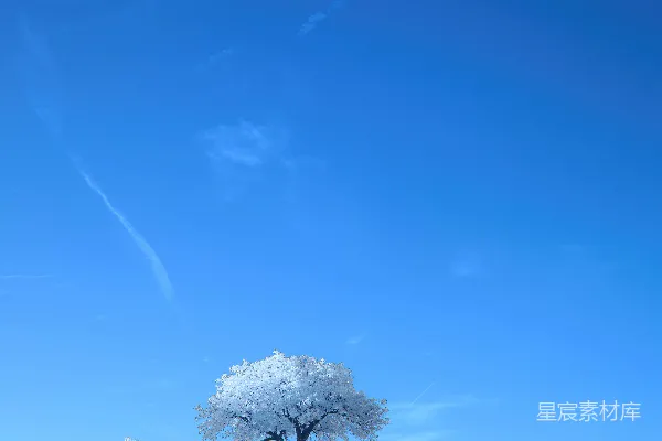 高清摄影 一棵孤独的树矗立在雪地中央。