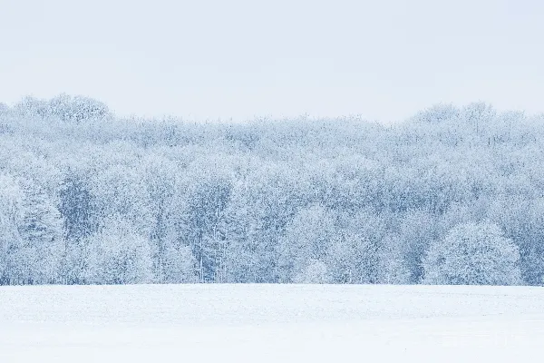 高清摄影 冬季森林景观中的积雪覆盖的树木。