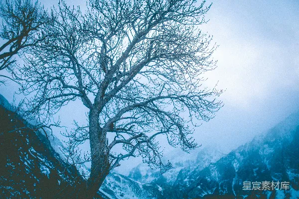 高清摄影 一片雪地中孤树独立