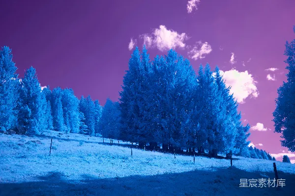 高清摄影 白天，蓝天下，雪地上的绿树