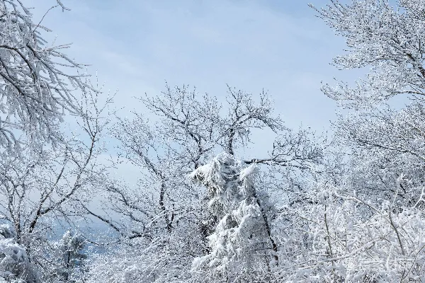 高清摄影 光秃秃的树木覆盖着雪，背景是苍白的天空。