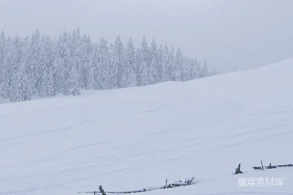 高清摄影 雪白的森林景观，头顶上是朦胧的阳光。