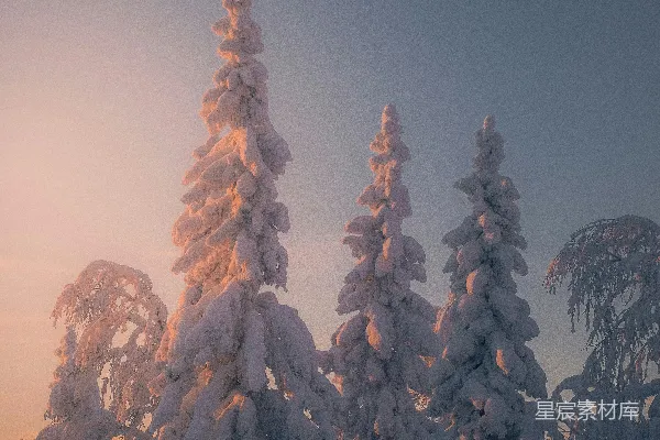 高清摄影 覆盖着雪的树木和天上的月亮