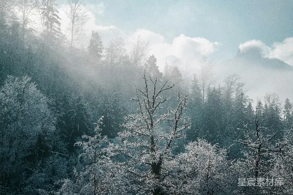高清摄影 薄雾笼罩着覆盖着积雪的森林。