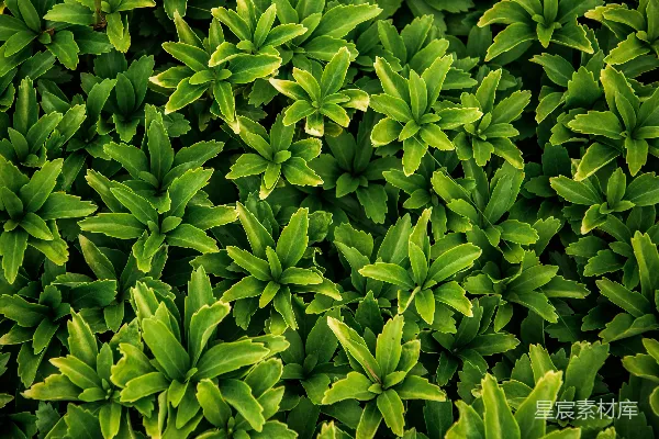 绿叶植物