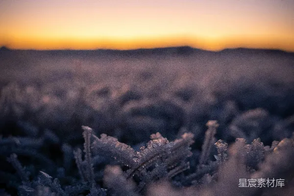 高清摄影 在夕阳下的白色草地