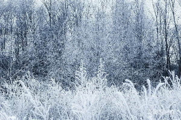 高清摄影 覆盖着积雪的田野，背景中有树木。