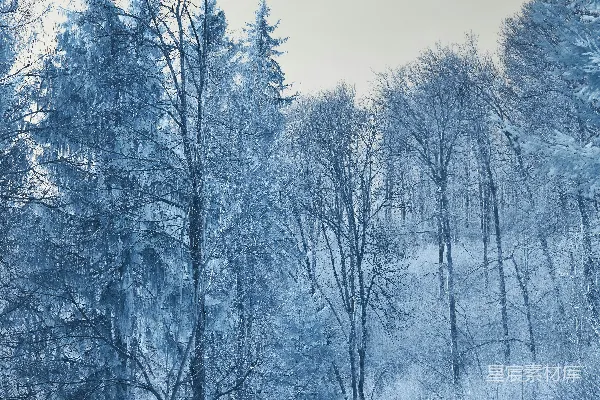 高清摄影 一条泥泞的小路穿过一片积雪的森林