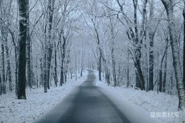 高清摄影 白天覆盖着雪的光秃秃的树之间的道路