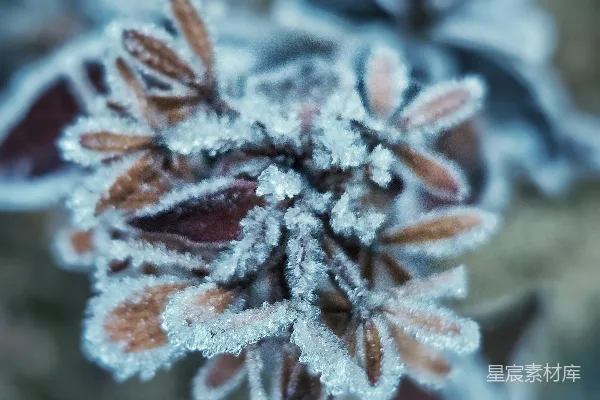 高清摄影 一朵带有霜花的特写花。