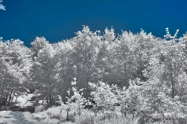 高清摄影 白天蓝天下的积雪覆盖的树木