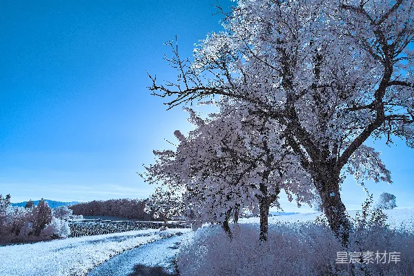 高清摄影 白天蓝天下的积雪覆盖的树木