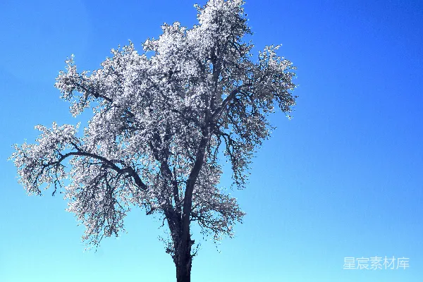 高清摄影 一棵孤零零的被雪覆盖的树，背景是明亮的蓝天。