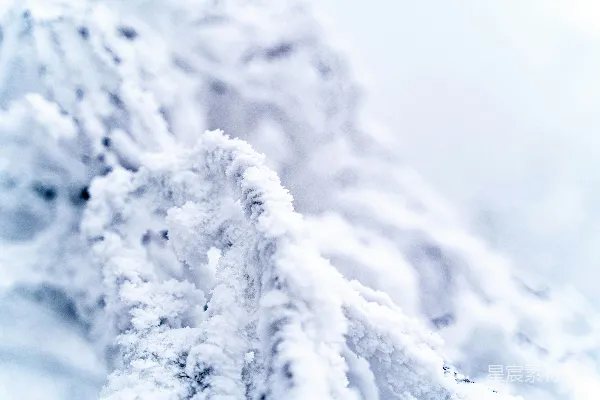 高清摄影 白天覆盖着雪的树