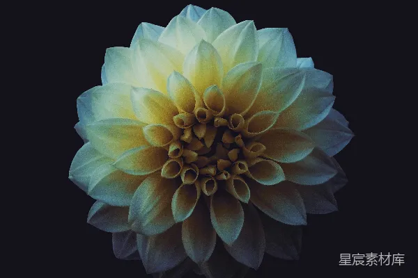 高清摄影 白花