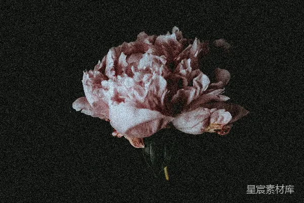 高清摄影 粉红色花束