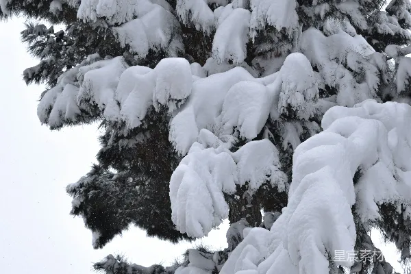 树上覆盖着白雪旁边是电话杆