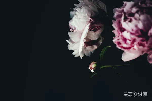 高清摄影 聚焦照片中的白色和粉红色花瓣的花朵