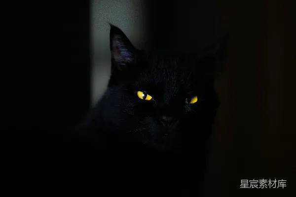 高清摄影 黑猫的特写照片