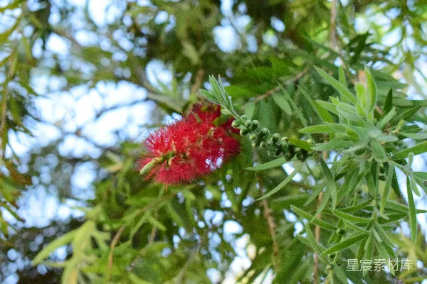 一棵树上开了一朵红花