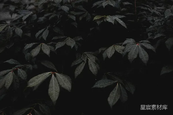 高清摄影 黑白摄影植物