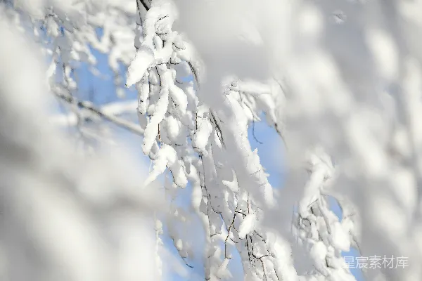 覆盖着白雪的树枝与一片湛蓝天空相对