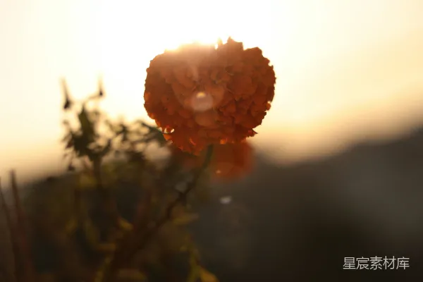 背景中有太阳的花朵特写