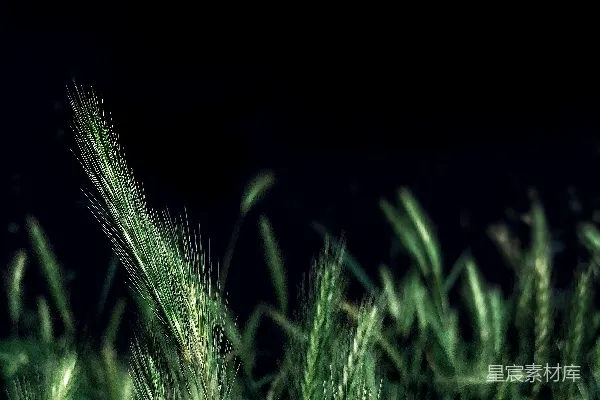 高清摄影 在特写摄影中拍摄的绿草。