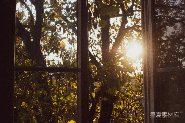白天绿树映衬在白木质框架玻璃窗前