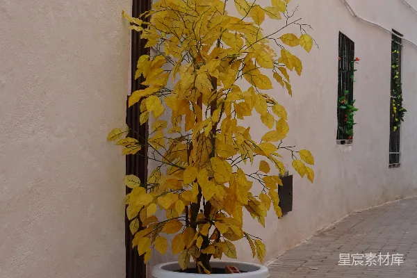 石板街上一盆黄叶的花盆植物。