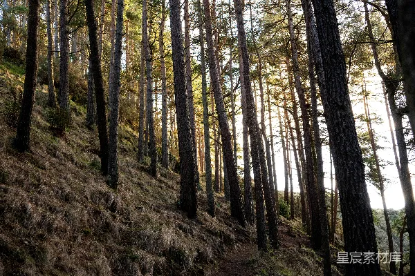 高大的松树在草地上阳光明媚的山坡上。